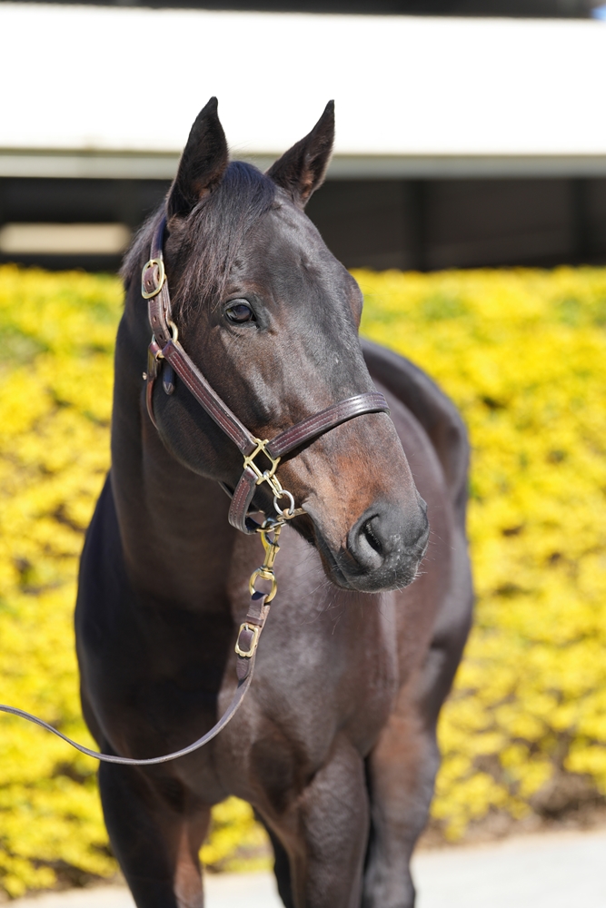 Boognish (AUS) - Image 2