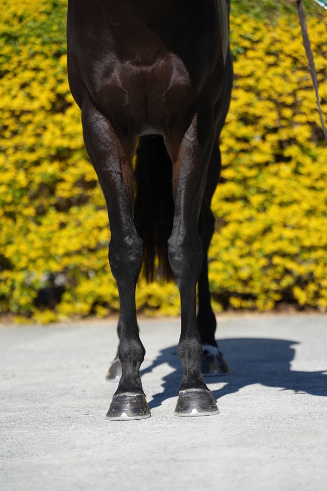 Boognish (AUS) - Image 3