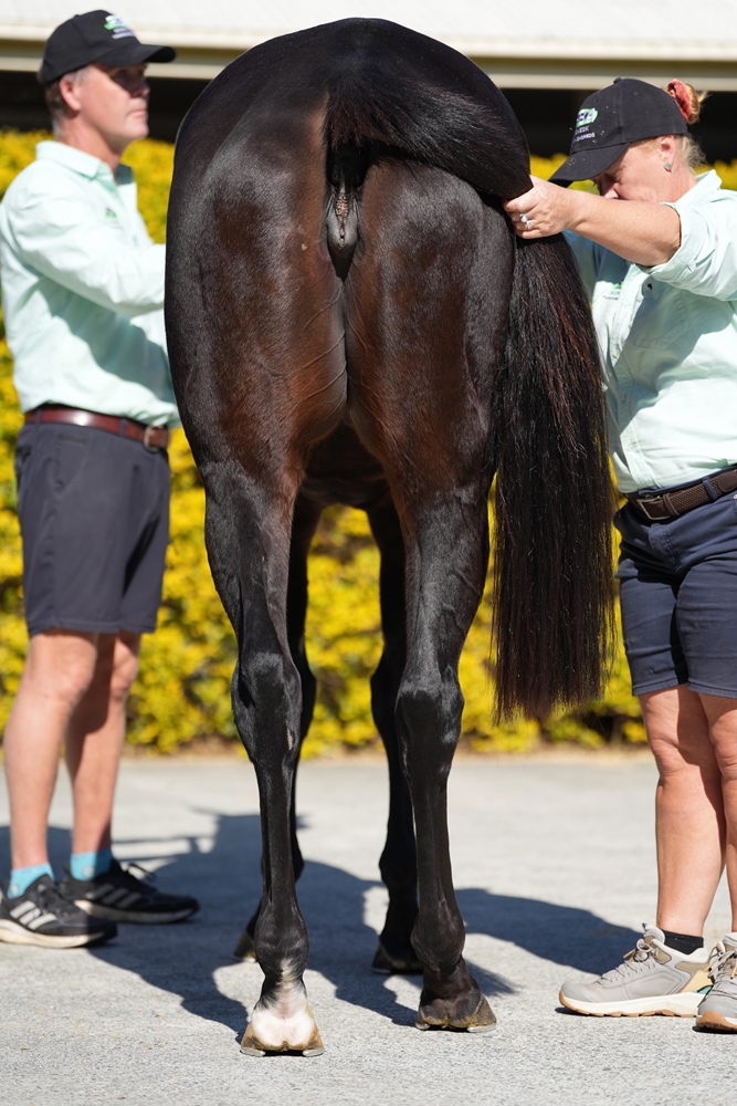 Boognish (AUS) - Image 4