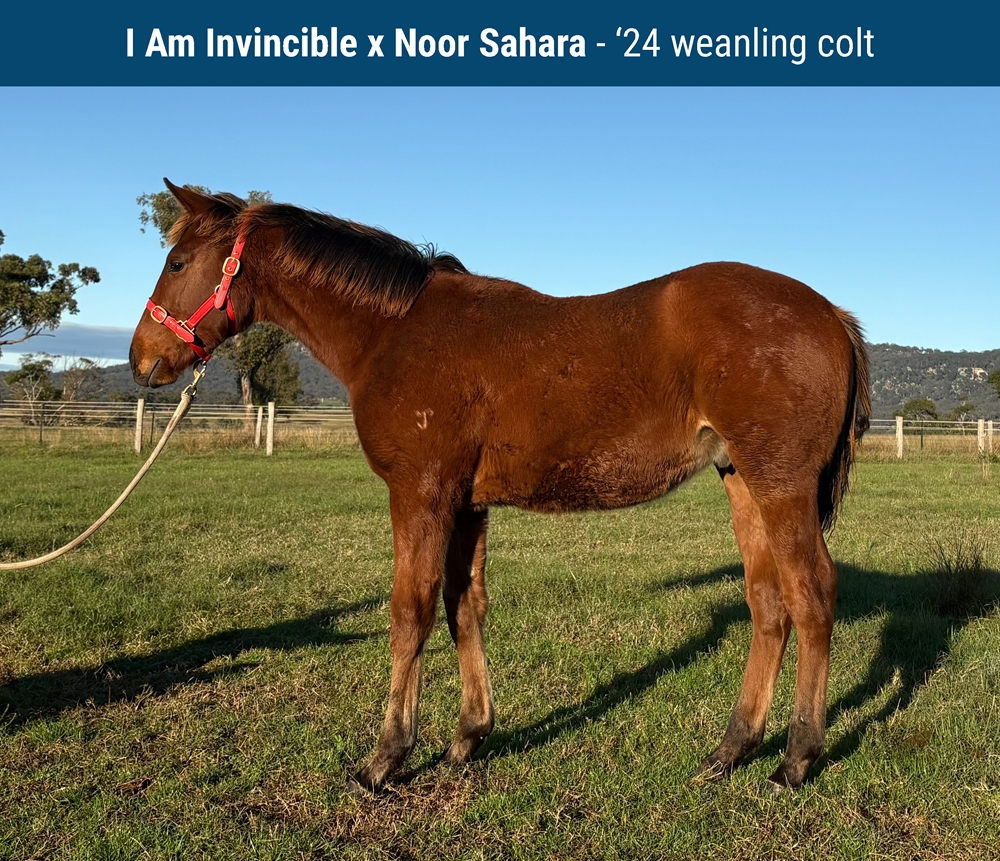 Noor Sahara (IRE) - Image 1