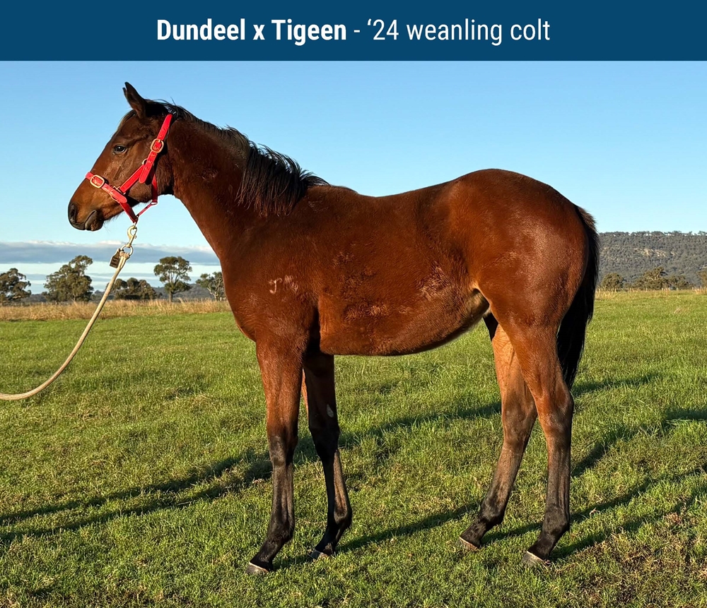 Tigeen (NZ) - Image 1