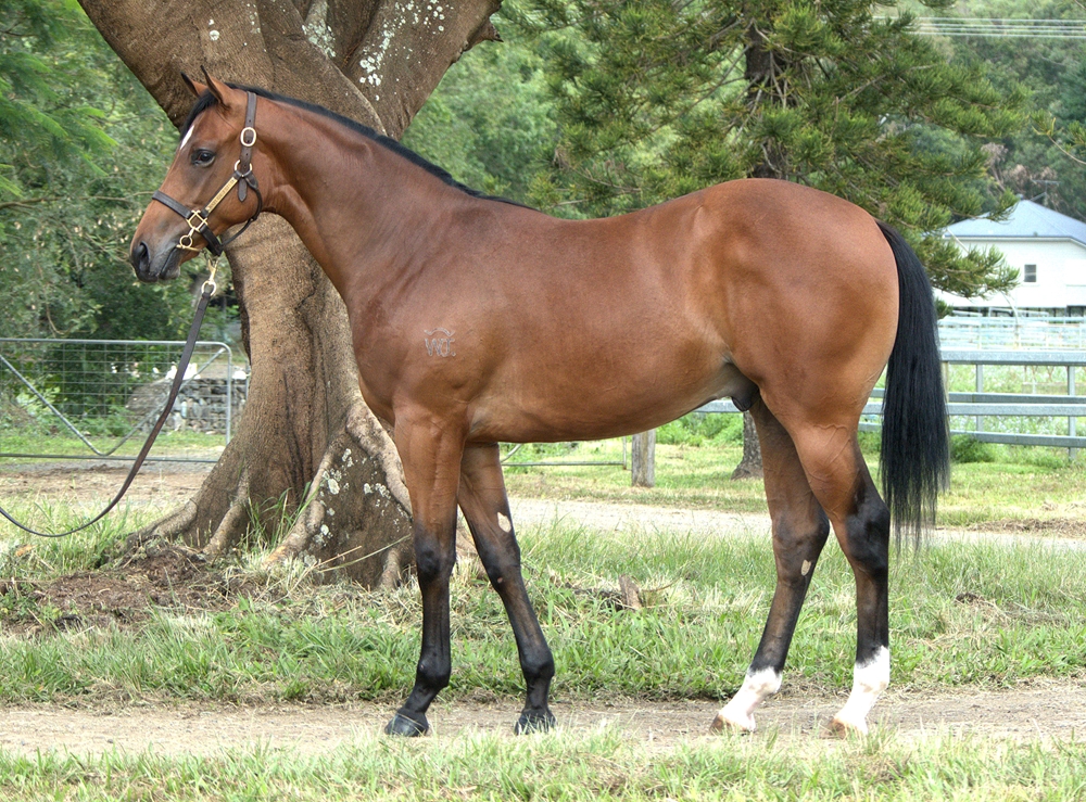 Brave Smash (JPN) / I Believe You (AUS) 2023 Colt - Image 1