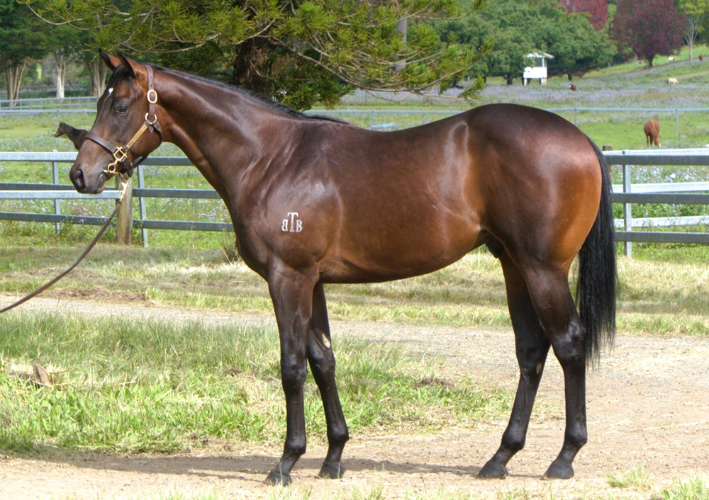 Royal Meeting (IRE) / Vincible (AUS) 2023 Colt - Image 1