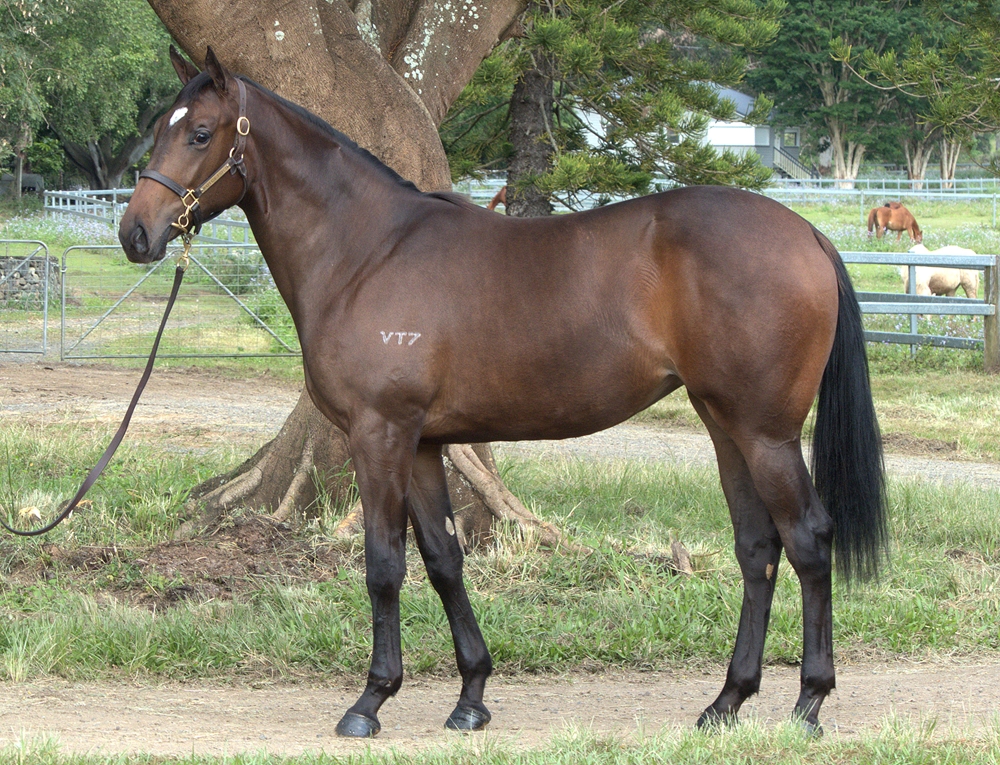 Pride of Dubai (AUS) / Dinisty (AUS) 2023 Filly - Image 1