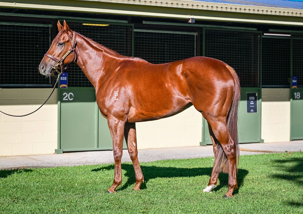 Nazwah (AUS) - Image 1