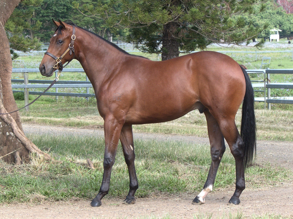 Tassort (AUS) / Shagra (AUS) 2023 Colt - Image 1