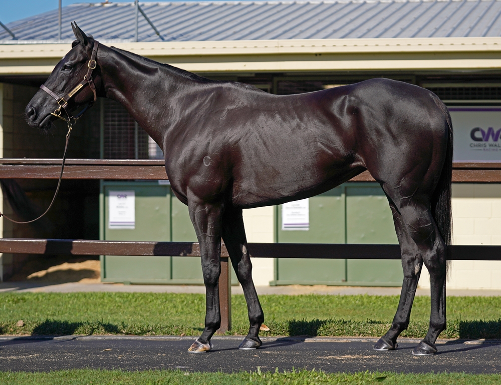 Just Glamourous (AUS) - Image 1