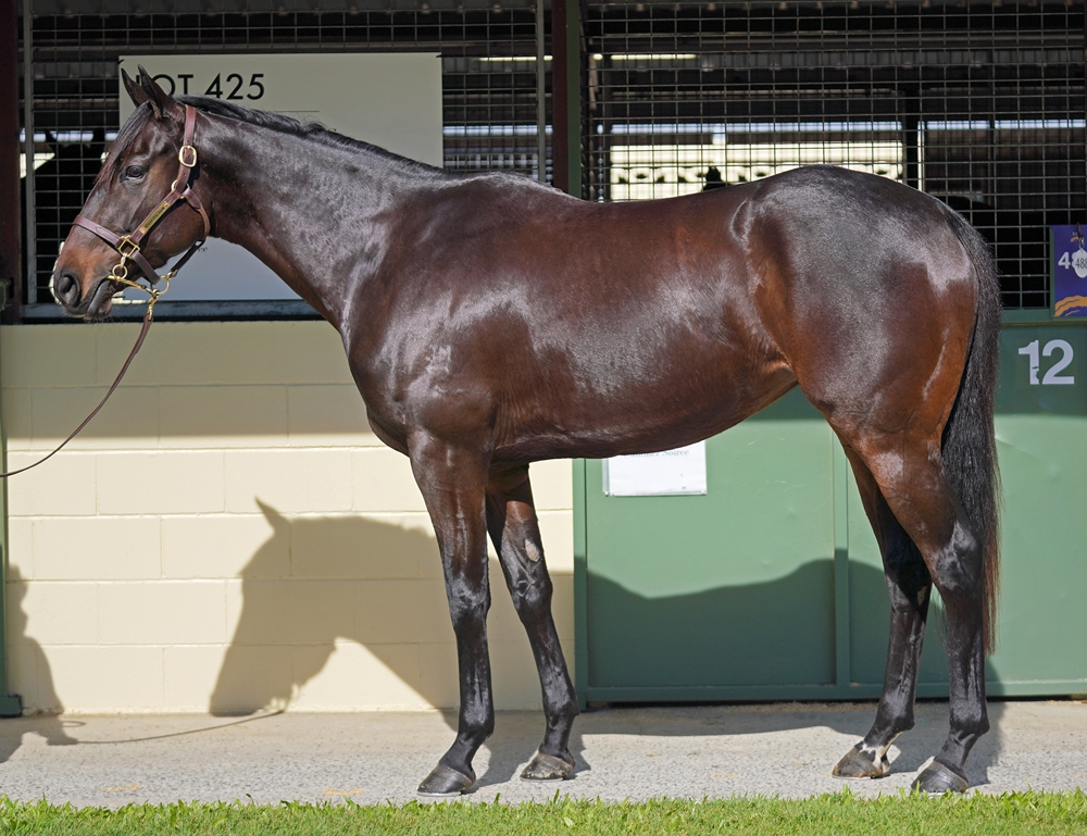 Socks Nation (AUS) - Image 1