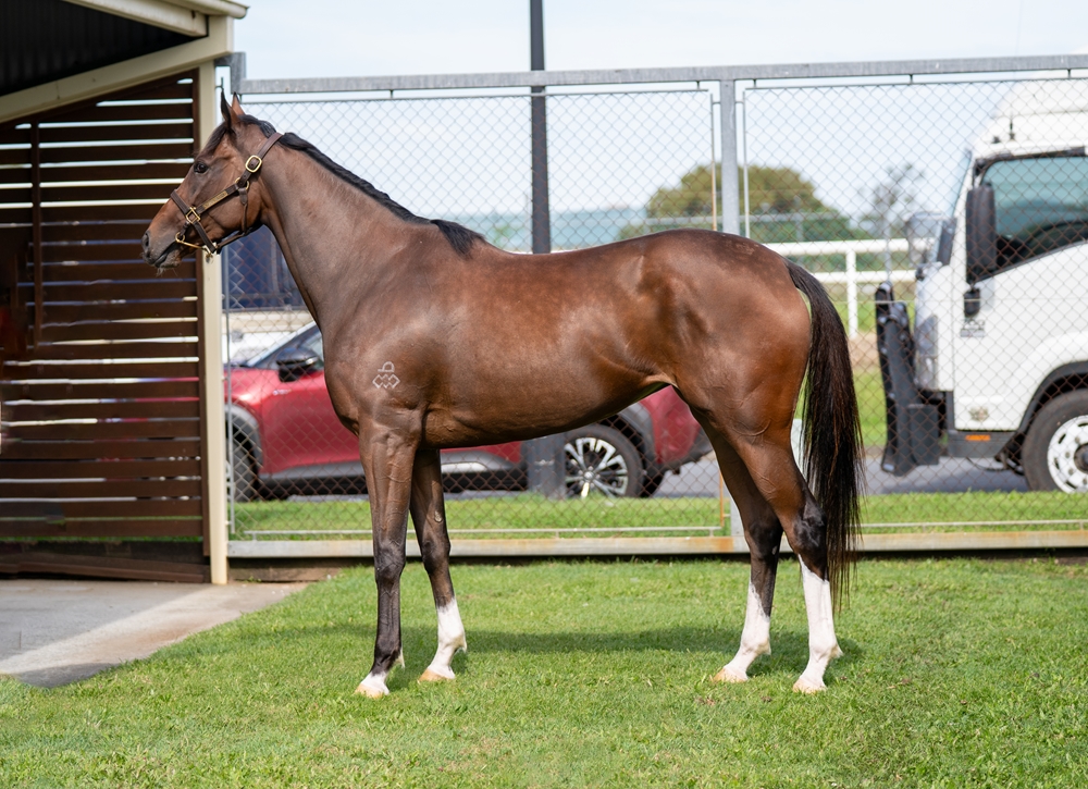 Noah 'n' a Deel (AUS) - Image 1