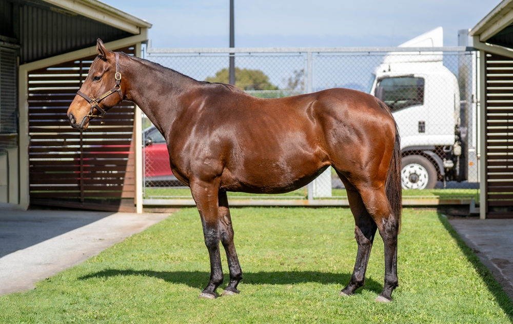 Twilight Affair (AUS) - Image 1