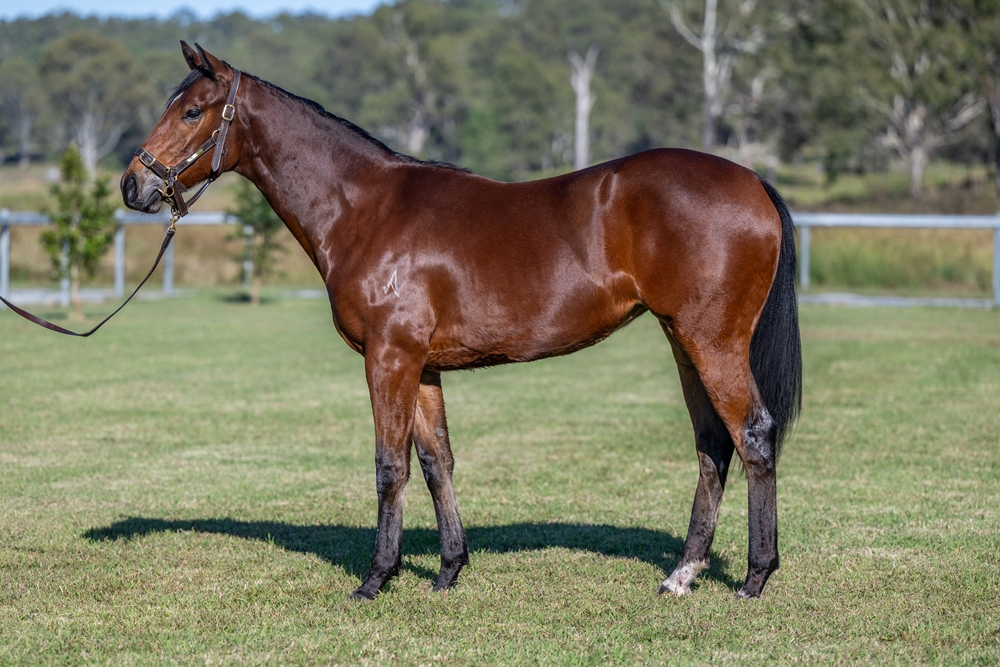 Bivouac (AUS) / Philonikia (GB) 2023 Filly - Image 1