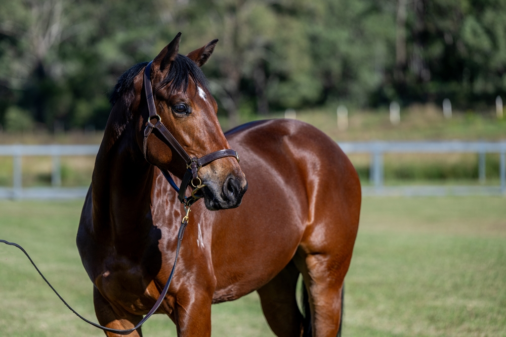 Bivouac (AUS) / Philonikia (GB) 2023 Filly - Image 2