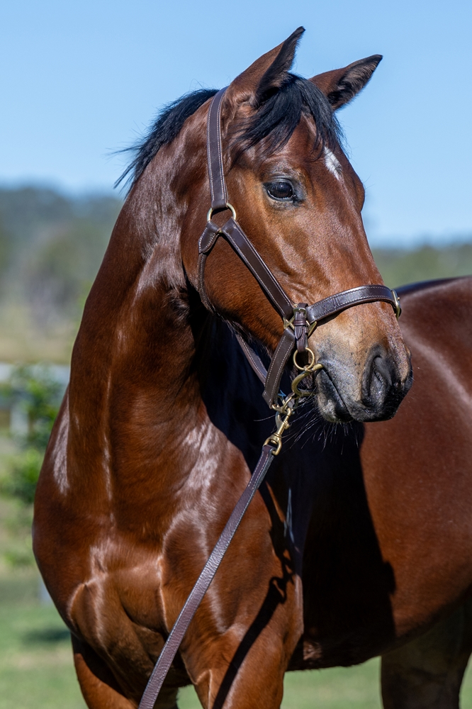 Bivouac (AUS) / Philonikia (GB) 2023 Filly - Image 3