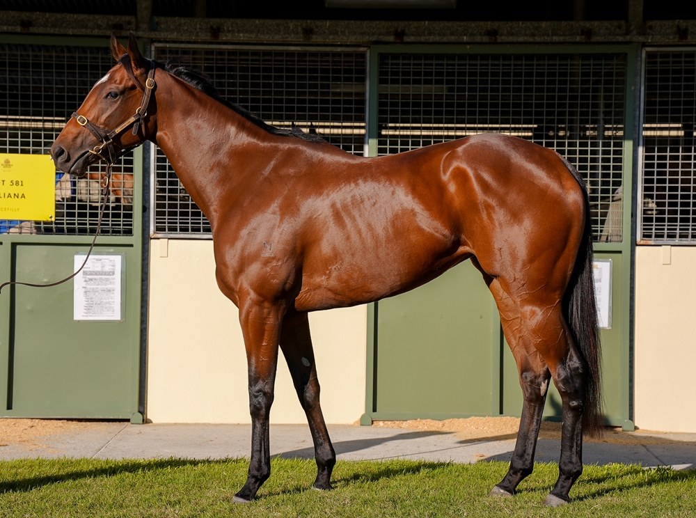 Gold Dust (AUS) - Image 1