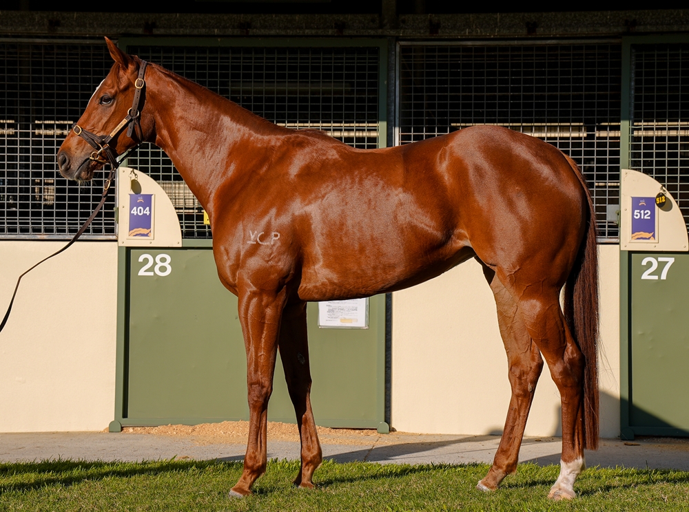 Giliana (AUS) - Image 1