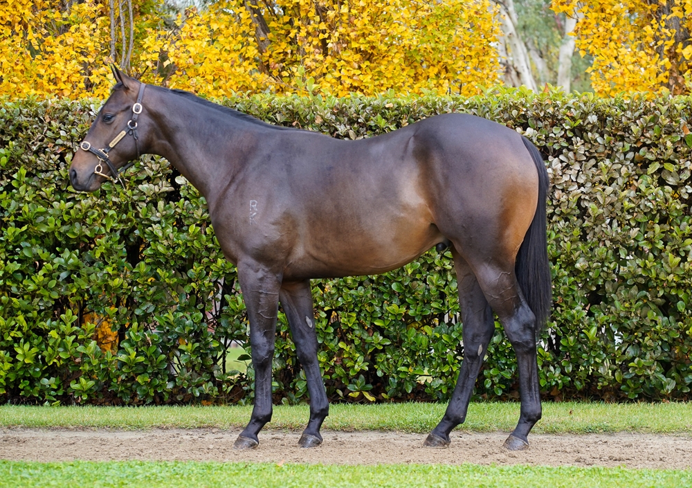 Cool Aza Beel (NZ) / Fashion (AUS) 2023 Colt - Image 1