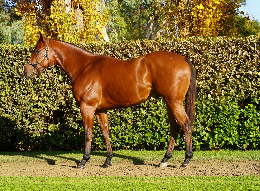 Acrobat (AUS) / Henny's Princess (USA) 2023 Colt - Image 1