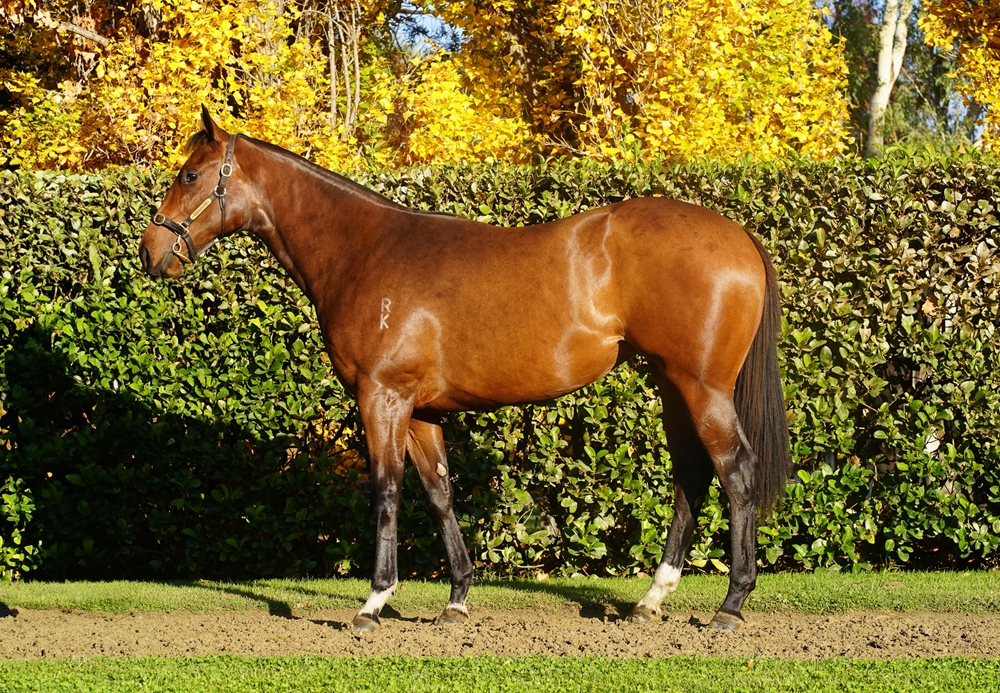 Russian Revolution (AUS) / Irene (AUS) 2023 Filly - Image 1