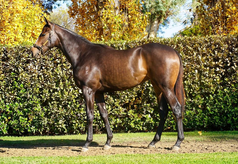 Cool Aza Beel (NZ) / My Choisir (AUS) 2023 Filly - Image 1