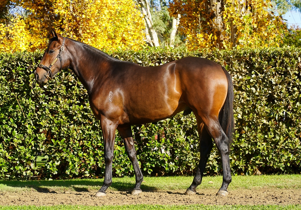 Capitalist (AUS) / My Sweet Fish (AUS) 2023 Colt - Image 1