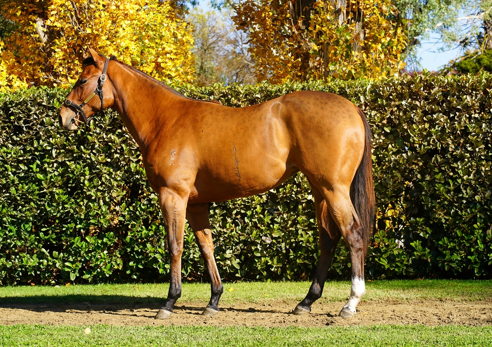 Cool Aza Beel (NZ) / Notre Reve (AUS) 2023 Filly - Image 1