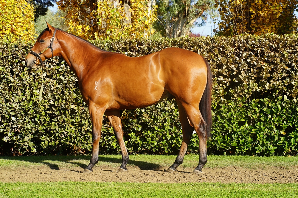Star Witness (AUS) / Southerly Breeze (NZ) 2023 Colt - Image 1