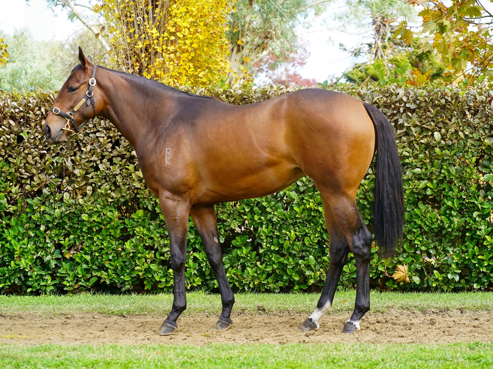 Cool Aza Beel (NZ) / Stregheria (AUS) 2023 Filly - Image 1