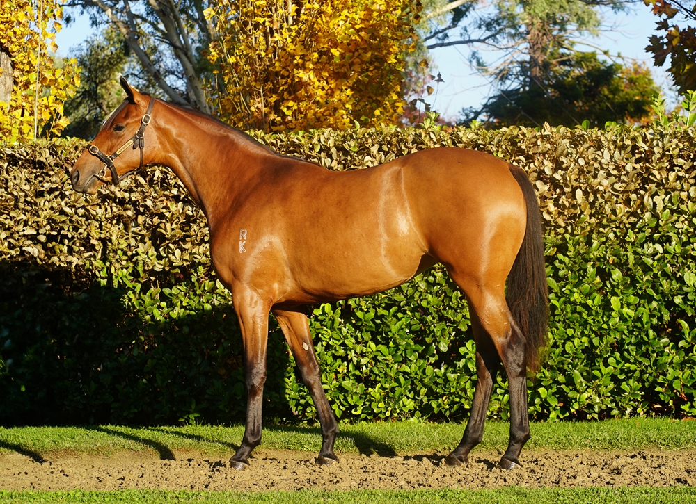 Written By (AUS) / Always (AUS) 2023 Filly - Image 1