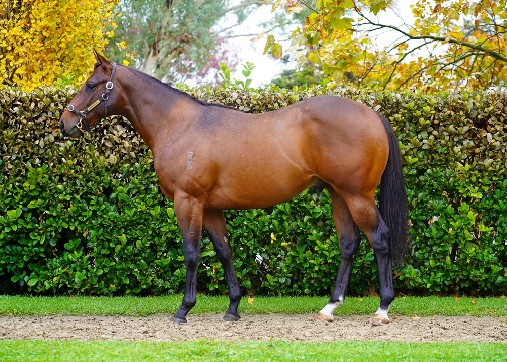Pinatubo (IRE) / Compete (AUS) 2023 Colt - Image 1
