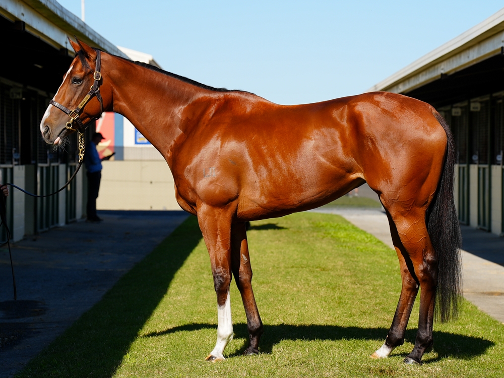 Alectrona (AUS) - Image 1