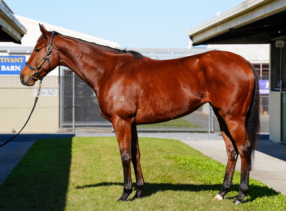 Sunset Dreaming (AUS) - Image 1