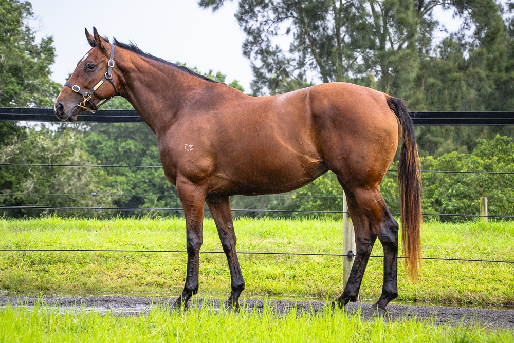 Tertulia (IRE) - Image 1