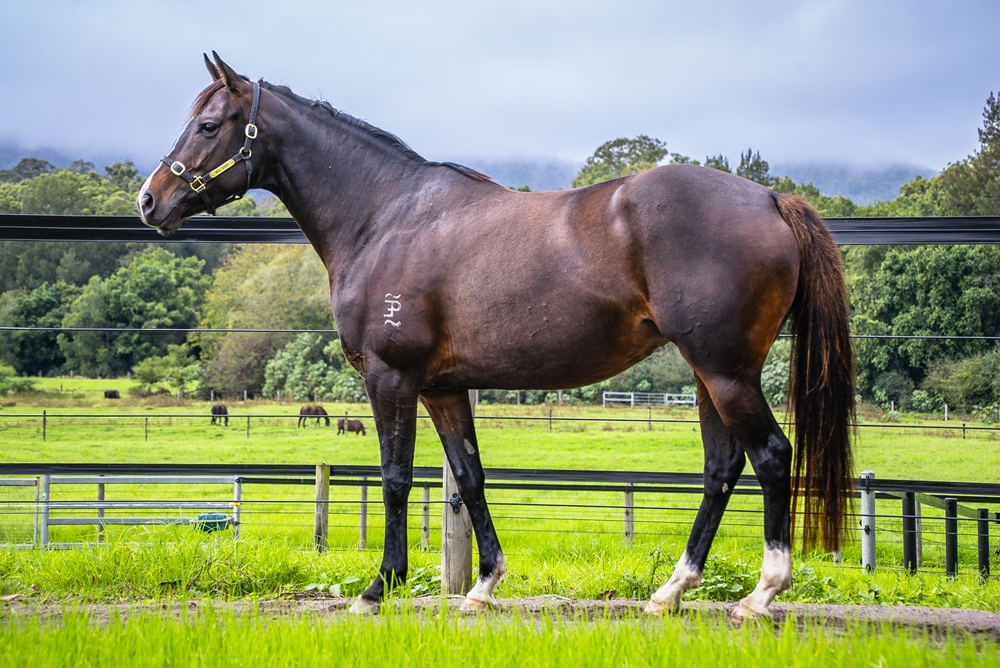 Boom Time Miss (AUS) - Image 1