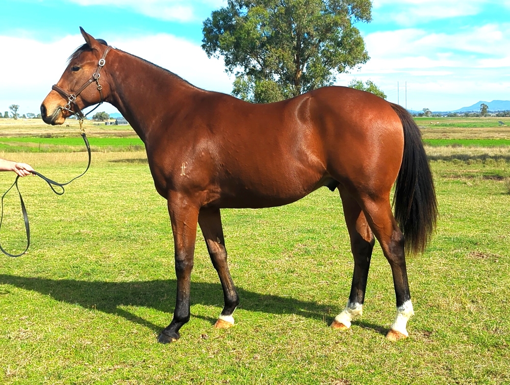 Headwater (AUS) / Nouvelle Charm (AUS) 2023 Colt - Image 1