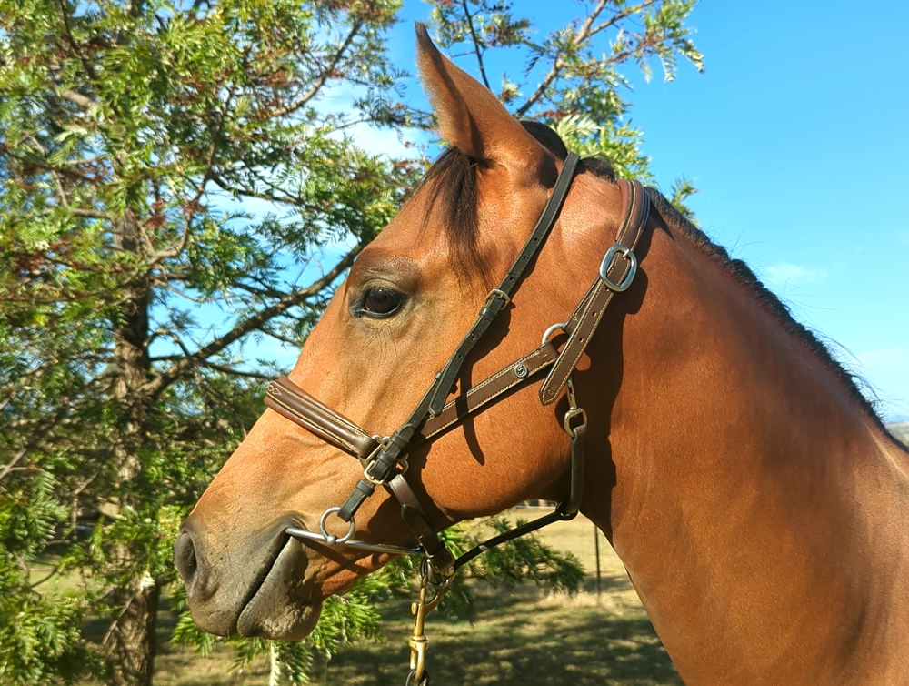 Headwater (AUS) / Nouvelle Charm (AUS) 2023 Colt - Image 2