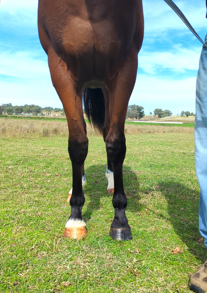 Headwater (AUS) / Nouvelle Charm (AUS) 2023 Colt - Image 3