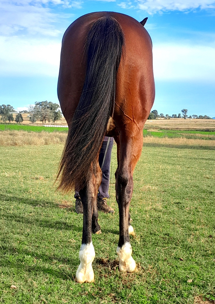 Headwater (AUS) / Nouvelle Charm (AUS) 2023 Colt - Image 4