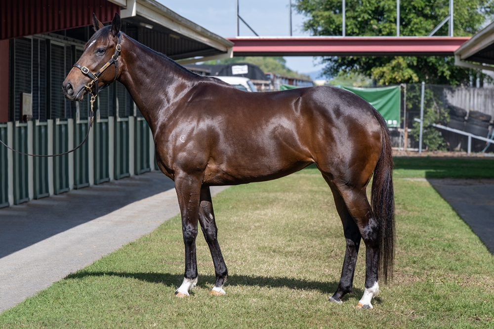 Our Empress Zoe (AUS) - Image 1