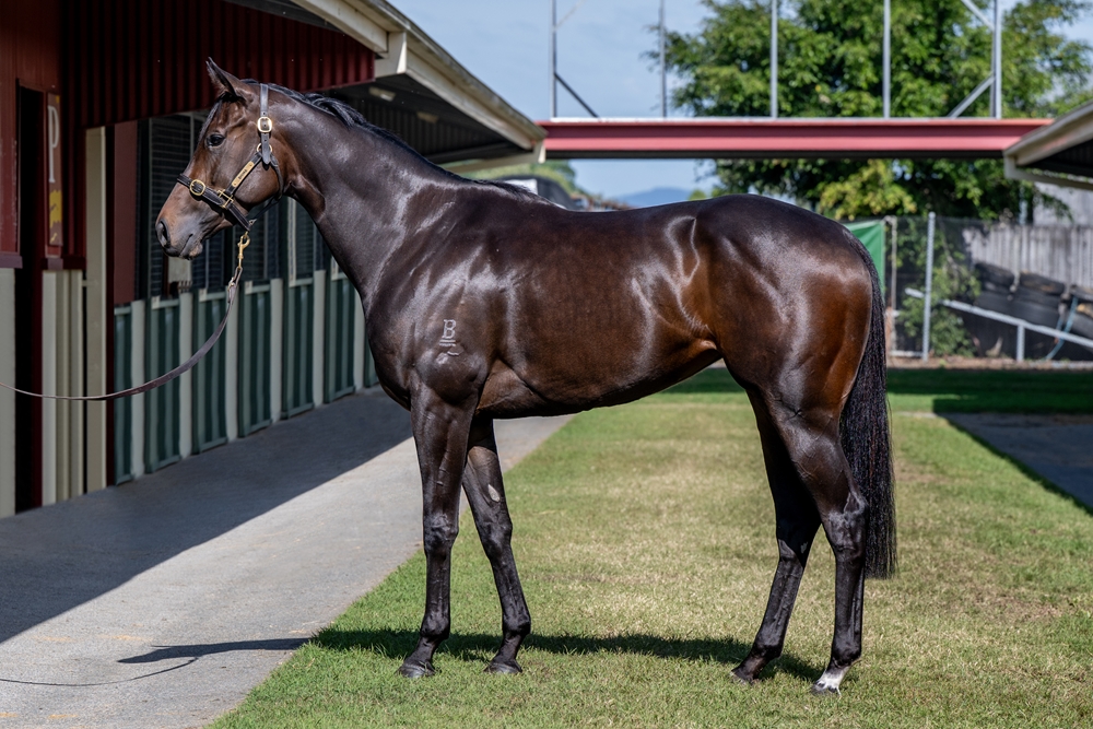 The Victress (AUS) - Image 1