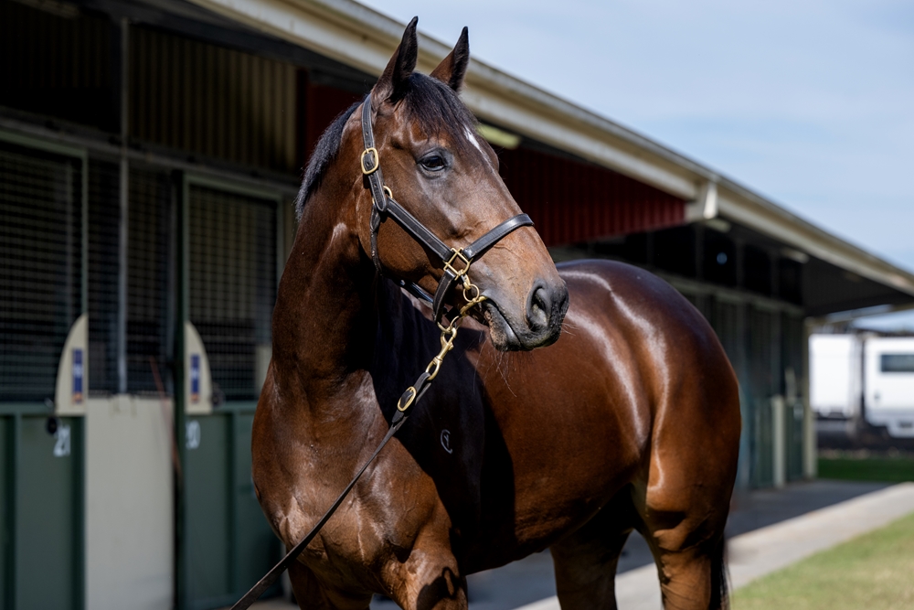 Our Empress Zoe (AUS) - Image 2