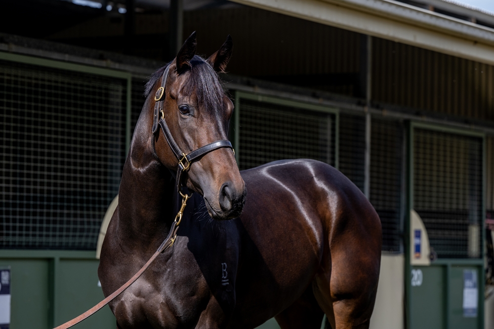 The Victress (AUS) - Image 2