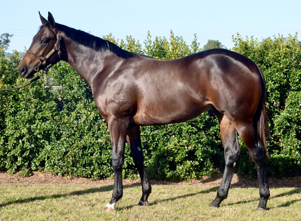 Hellbent (AUS) / Love to Dream (AUS) 2023 Colt - Image 1
