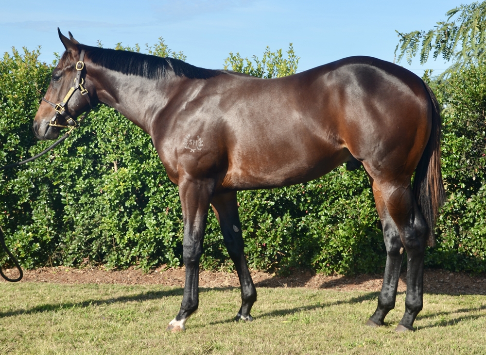 Hellbent (AUS) / Love to Dream (AUS) 2023 Colt - Image 2