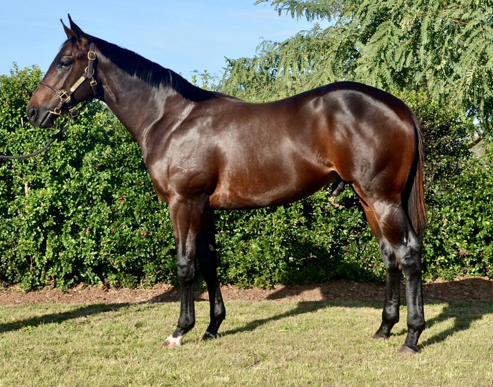 Hellbent (AUS) / Love to Dream (AUS) 2023 Colt - Image 3