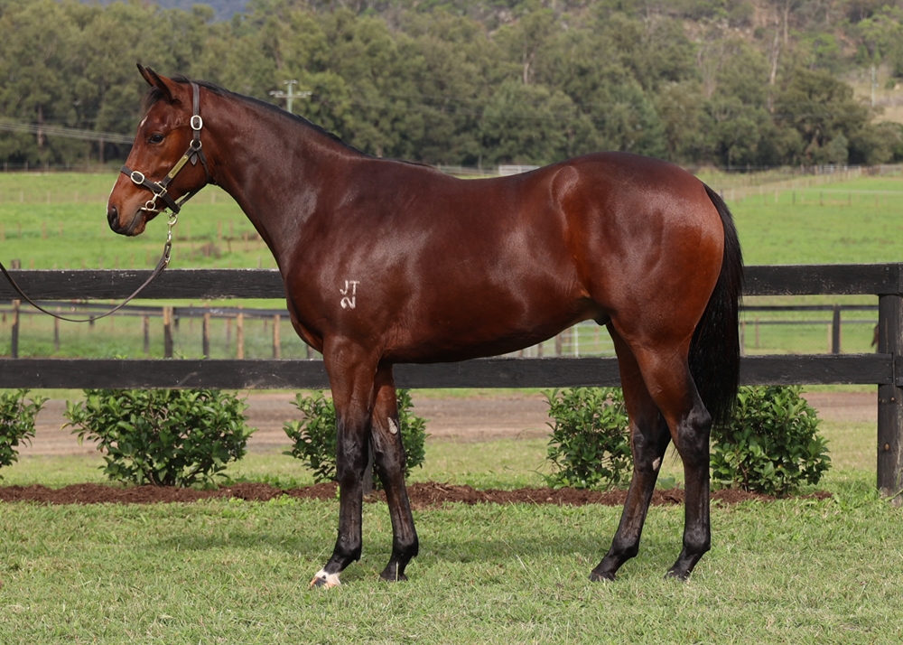 Castelvecchio (AUS) / Hyperlink (AUS) 2023 G - Image 1