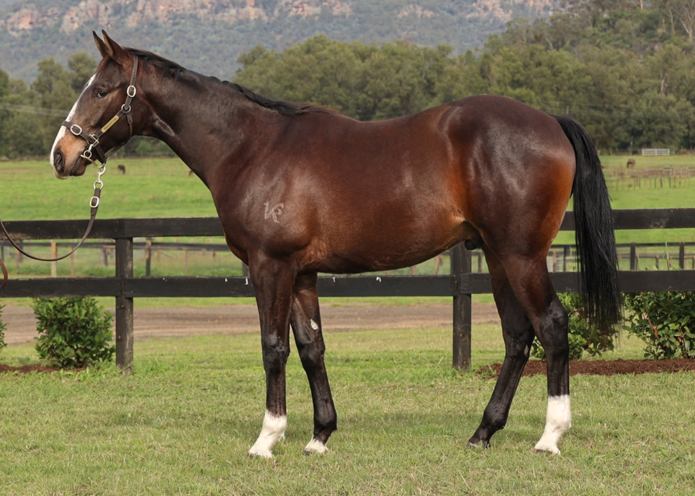 Trapeze Artist (AUS) / Miss Billionaire (AUS) 2023 G - Image 1