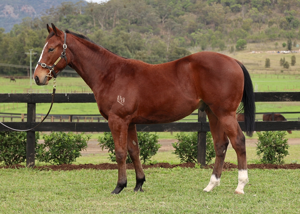 Harry Angel (IRE) / Eventide (AUS) 2023 Colt - Image 1