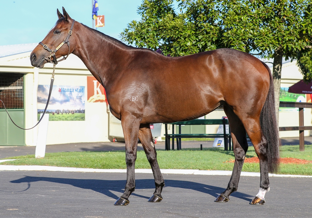 Ha Ha Ha (IRE) - Image 1