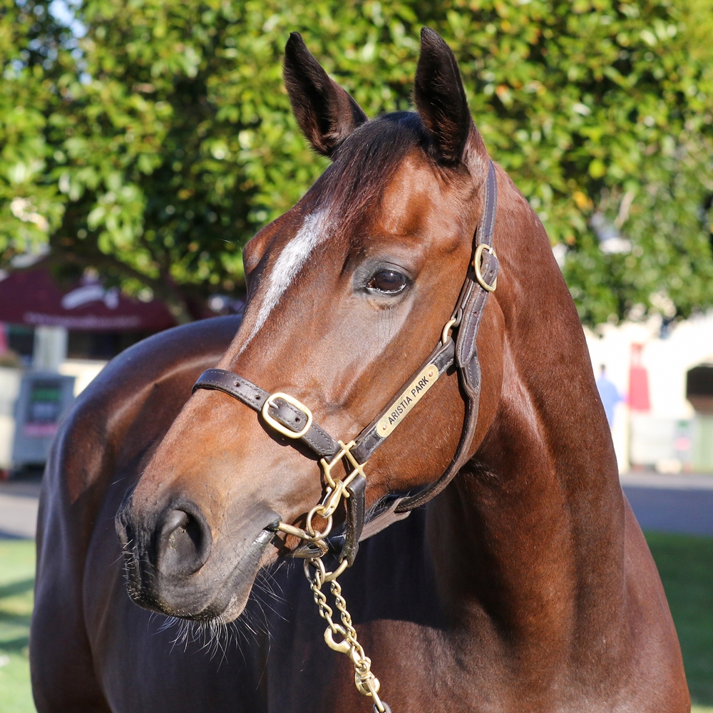 Ha Ha Ha (IRE) - Image 2