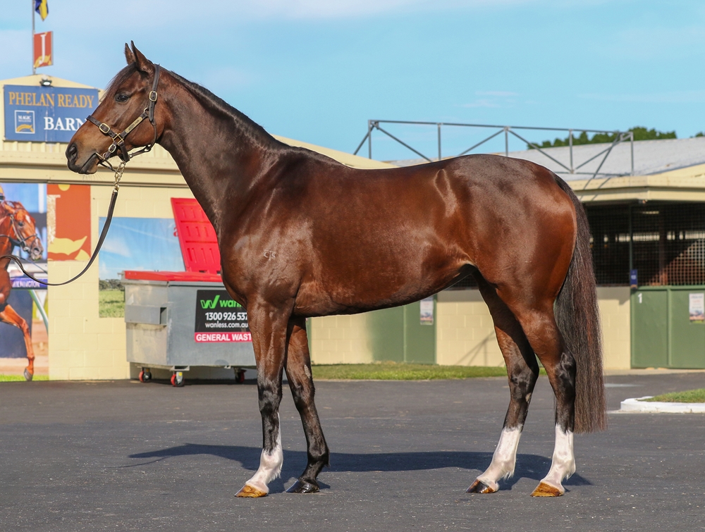 Zarafa (FR) - Image 1